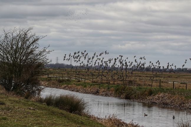 RSPB Nene Washes - Peterborough