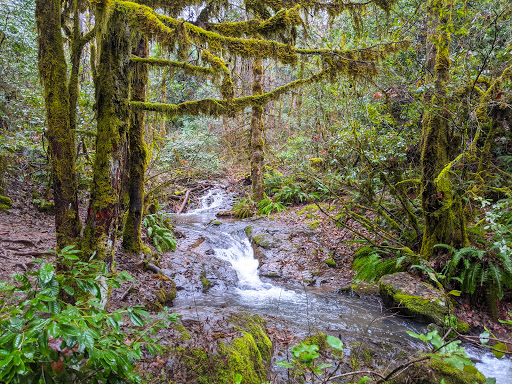 Limpy Botanical Interpretive Loop Trailhead - Visual