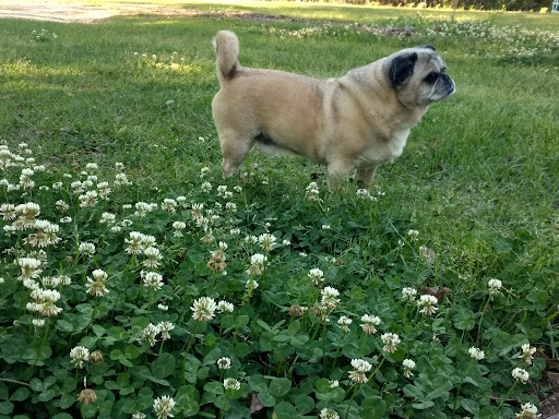 Bark 'N Bubbles