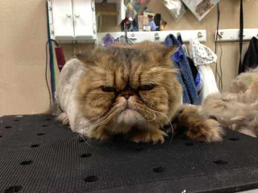 For Pets' Sake - Thumbnail