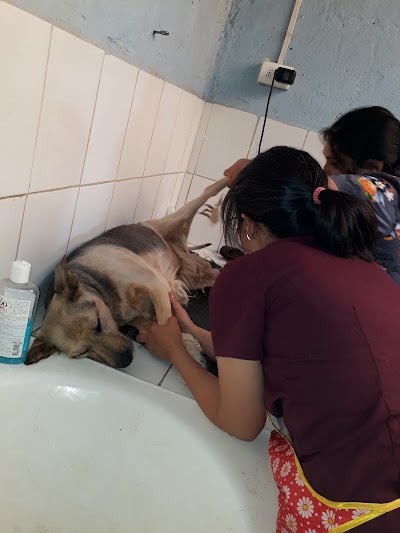 veterinary-care