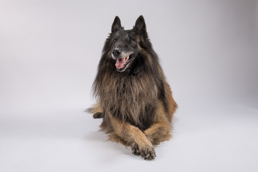 Veterinary practice Sibylle Gangi Gallery - Germany