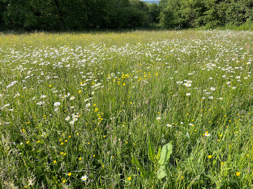 Walshes Park - Thumbnail