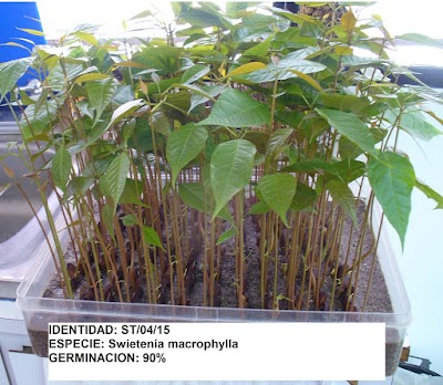 Photos of Semillas Tropicales S. de R.L.