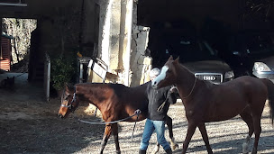 Photo n°9 de Domaine de Cozance : Elevage de pur sang arabe - Gites et Chambres d'hotes à Anjou (Piscine)