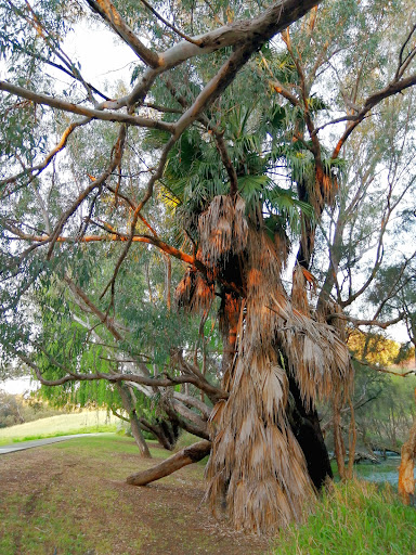 Foreshore Place Reserve - Thumbnail