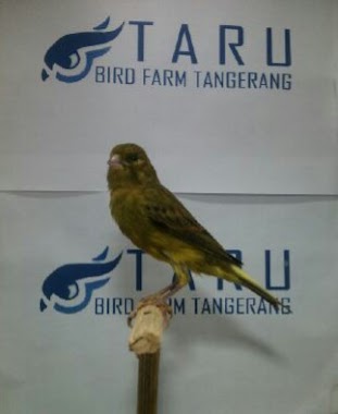 Taru Bird Farm, Author: akhirnya kutau