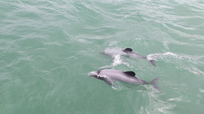 Akaroa Dolphins
