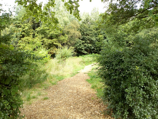 Wildlife Area At Hednesford Park