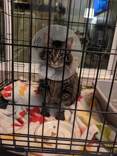 Care & Comfort Veterinary Hospital, A Thrive Pet Healthcare Partner - Thumbnail