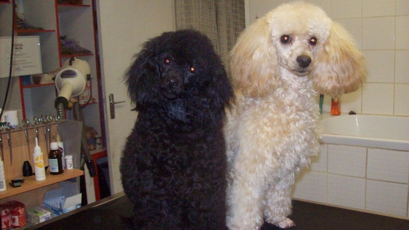 Image de BOUL'2 POILS