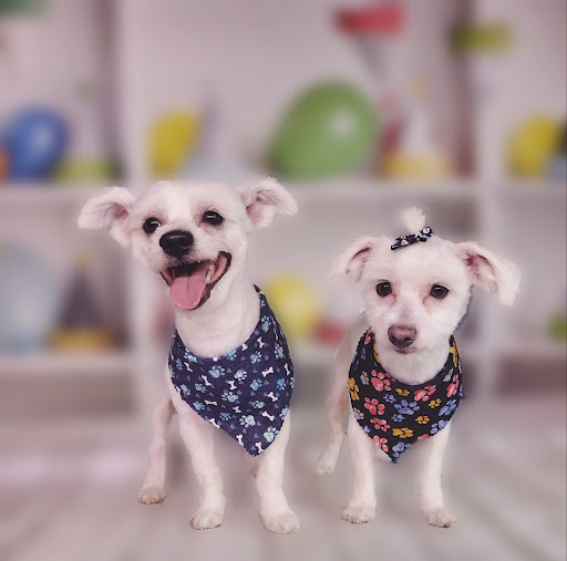 OUTRISE PET SALON - Thumbnail