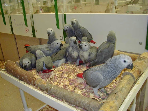 Bird Jungle Gallery - United States