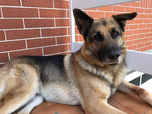 Ambulatorio Veterinario Stella