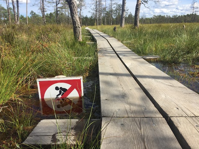 Viru bog
