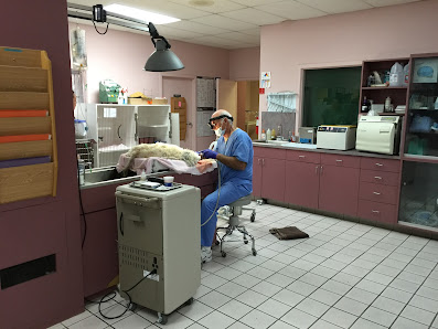 Photo of Venetian Pet Hospital Del propietario