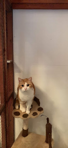 Powside Cattery Gallery - United Kingdom
