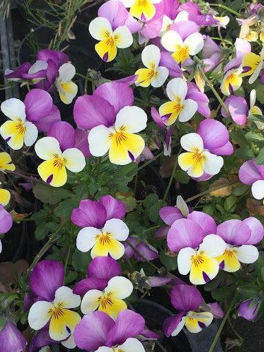 Floricoltura Montin di Montin Federico - Thumbnail