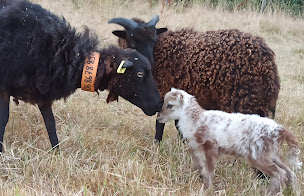 Photo n°1 de Moutontond à Roncherolles-sur-le-Vivier (Éleveur)