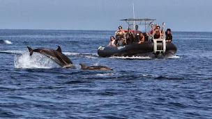 Photo n°32 de Atlantide à Bandol (Agence de visites touristiques)