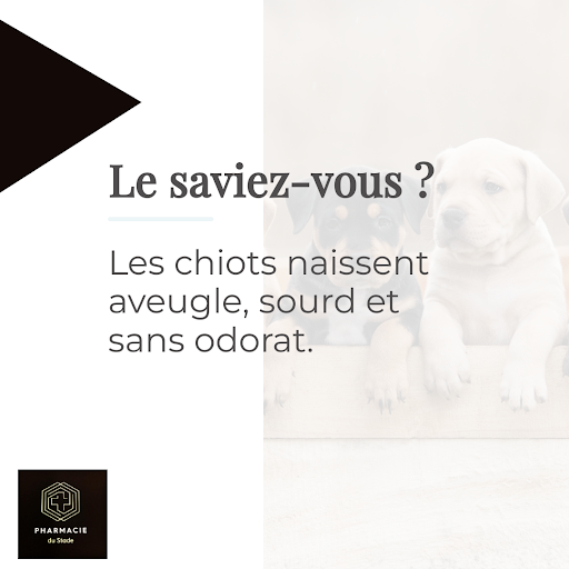 Naître sans défense signifie que les chiots naissent aveugle, sourd et sans odorat. Ce qui les rend complètement vulnérables au monde environnant. Heureusement que leur maman est là pour les protéger ! 😍🐶

#ethologie #santéanimale #chiot