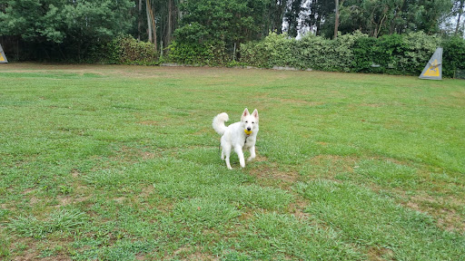 CENTRO CANINO TRISQUEL