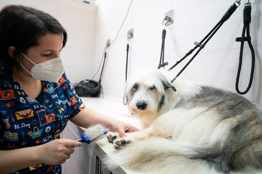 Especies Veterinarios