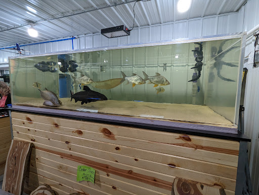 Fish Fix - Visual
