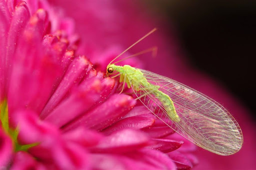 Organic Control, Inc