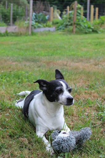 Lakeville Animal Shelter