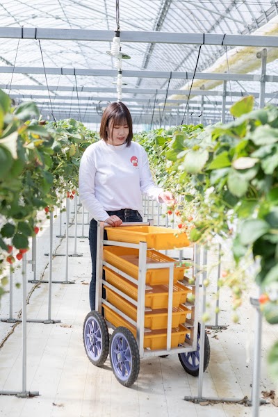 いちごスタジオ(株)