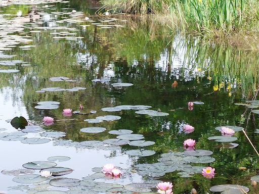 Lac d'Hourtin - Thumbnail