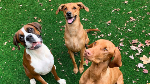 Animal Tender Pet Resort