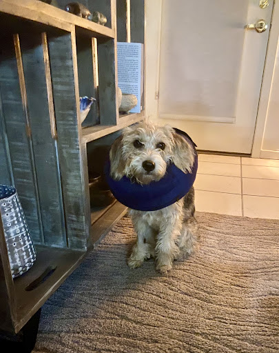 Lower Cape Veterinary Services - Eastham - United States
