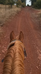 Photo n°3 de Les Poneys de Patchanka à Haras de Montlaur (Centre équestre)