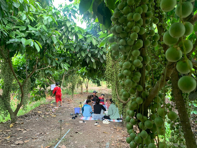 Vườn Dâu Sáu Giang, Khu Dân Cư Cái Sơn, Tân Lợi, Lai Vung, Đồng Tháp