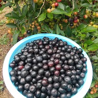 ブルーベリーと山の幸 松平農園