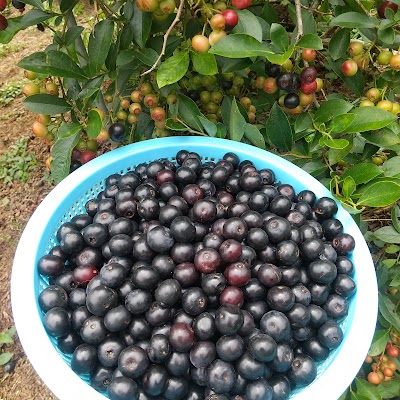 ブルーベリーと山の幸 松平農園