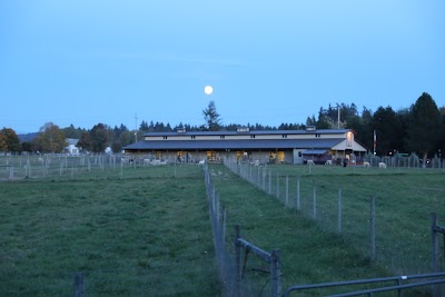 Alpacas at Marquam Hill Ranch