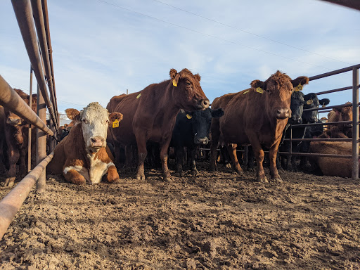 Napoleon Livestock - Thumbnail