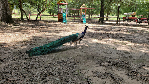 Lindas Learning Farm Gallery - United States