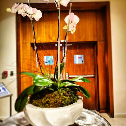 Mr Orchid - Visual