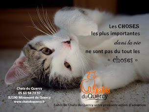 Photo n°10 de Chats Du Quercy à Miramont-de-Quercy (Service de sauvetage d'animaux)
