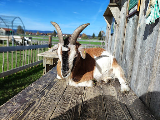 Burgberger Tierparadies mit Kafe Kult - Thumbnail