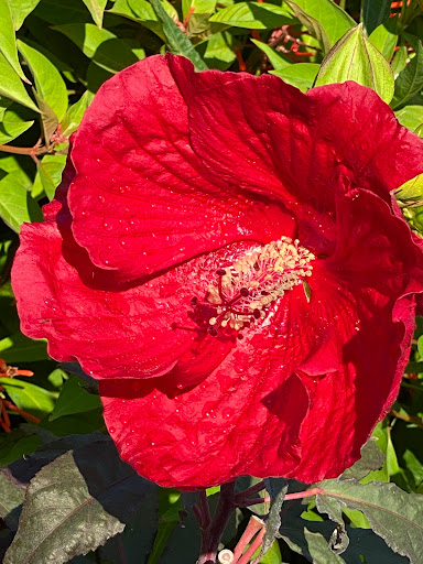 Good Flower Greenhouse - Thumbnail