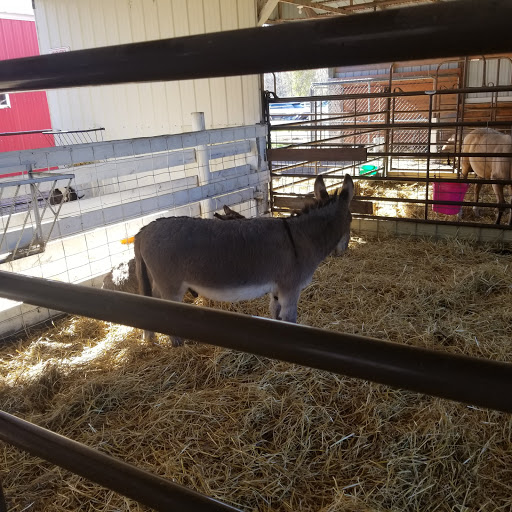 Buffalo River Pumpkin Patch - Visual