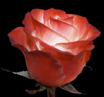 Photos of Uhuru Flowers Ltd.