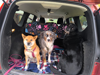 CABOT IN JOY - Balades Collectives chiens, Gardes à la journée chiens et Visites à domicile chats