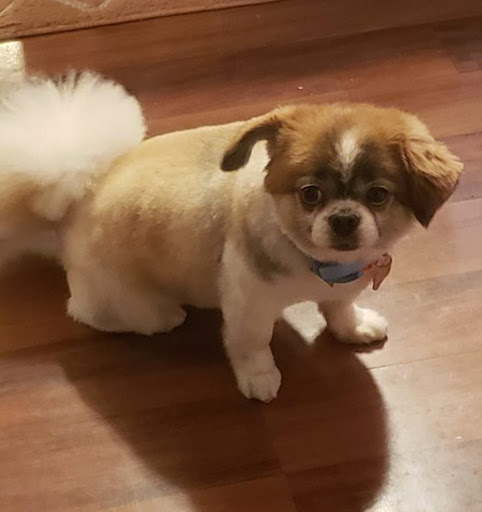 Pet Palace Grooming Salon - Thumbnail