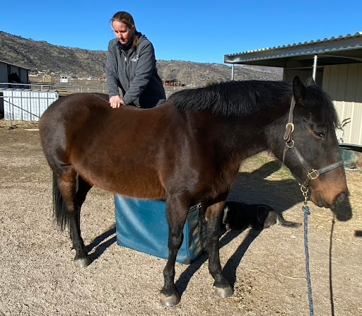Mountain View Veterinary, Inc